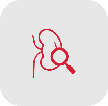 Kidney icon with magnifying glass
